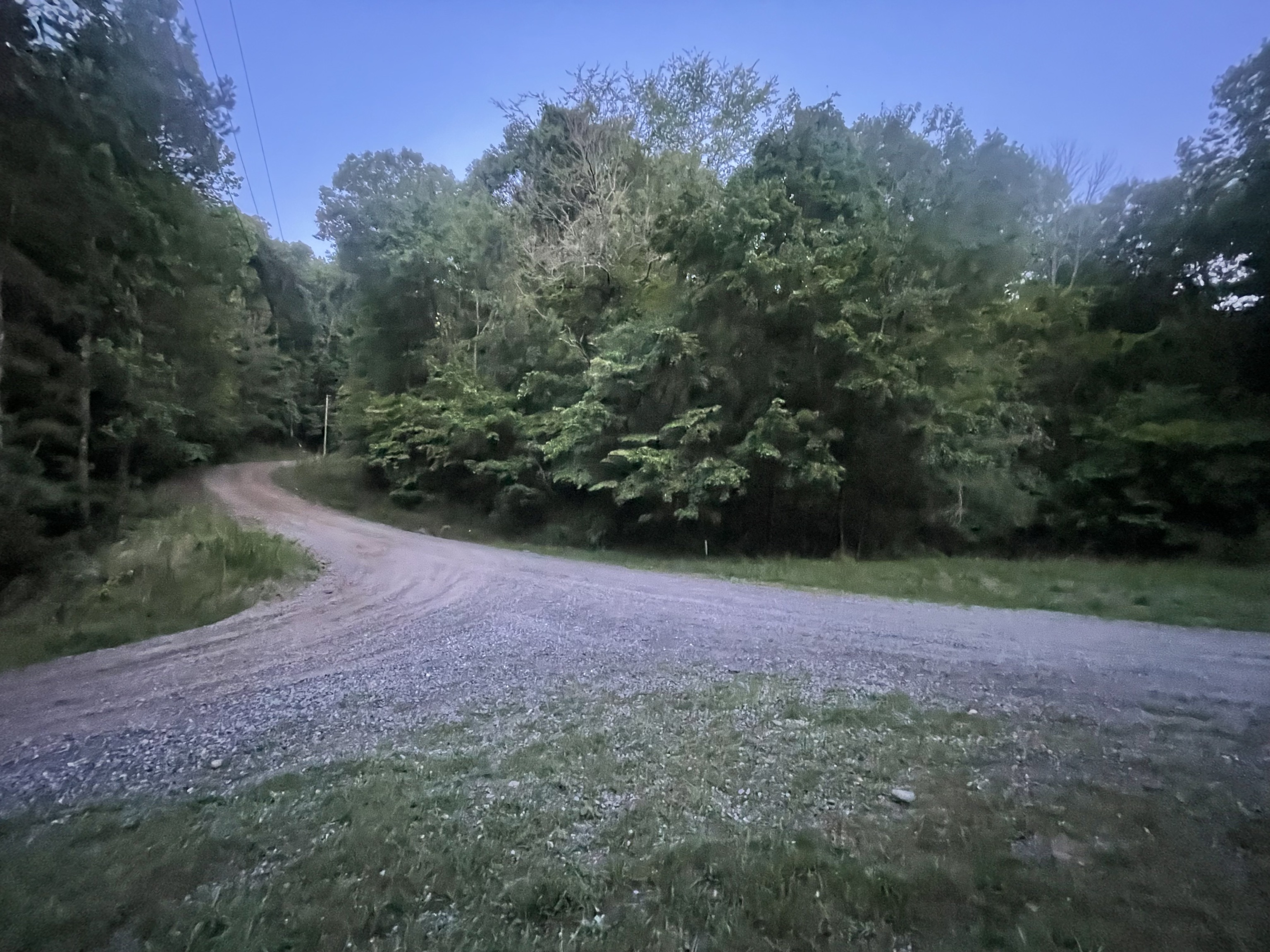 a view of a yard with a tree