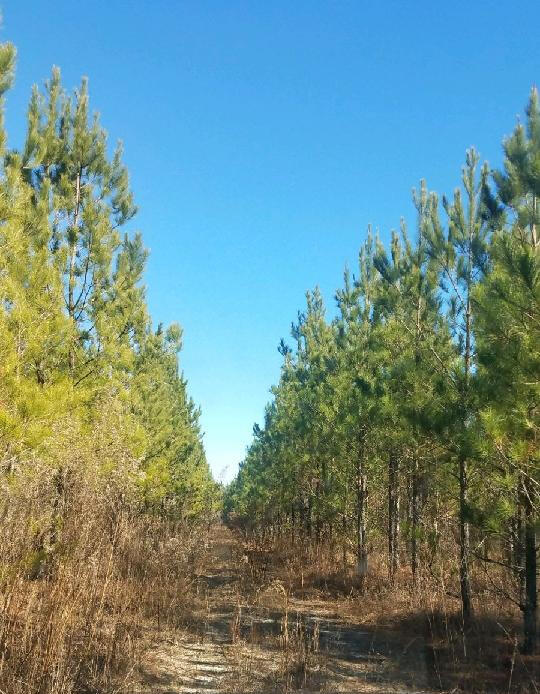 0 Jaywood Road Williston, SC 29853 - Photo 3 of 4