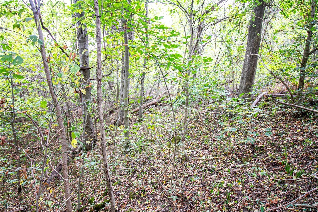 0 Douglas Road Quaker City, OH 43773 - Photo 9 of 27 View of nature