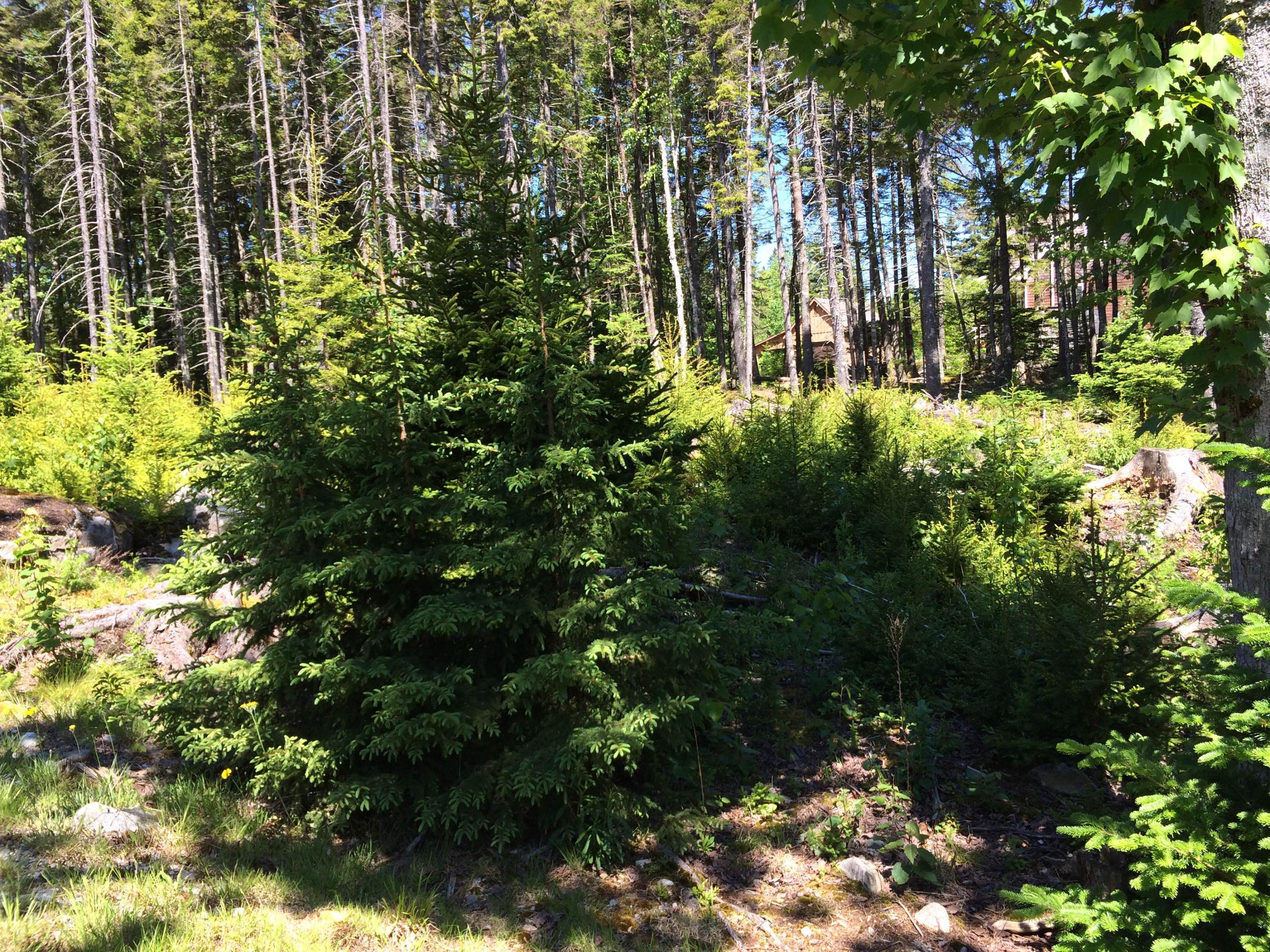 130 Bass Harbor Woods Road Bass Harbor, ME 04653 - Photo 41 of 41 Land