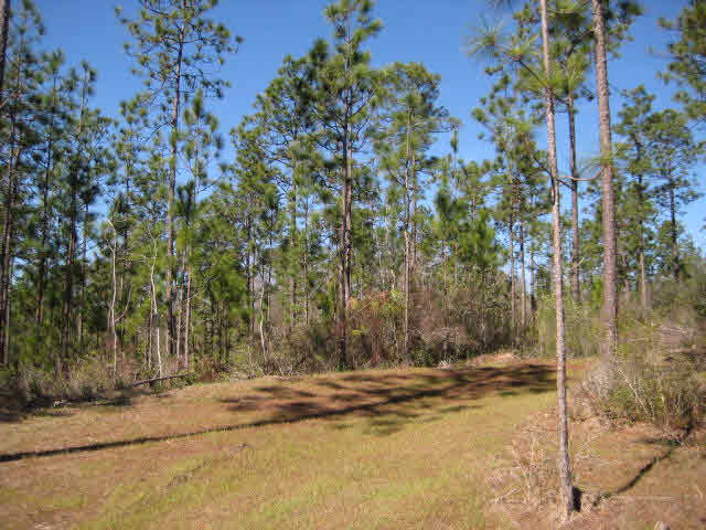 33733 Rutland Lane Daphne, AL 36527 - Photo 17 of 26