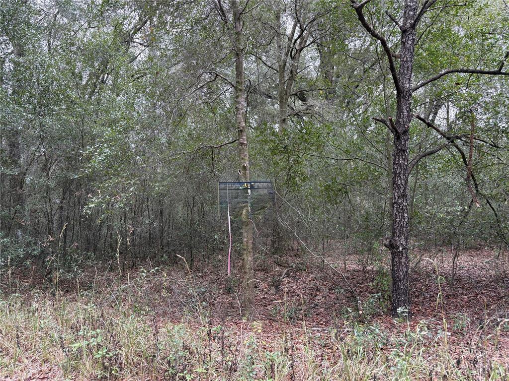 Southwest 16th Street Ocala, FL 34481 - Photo 4 of 4 a view of a forest with trees in the background