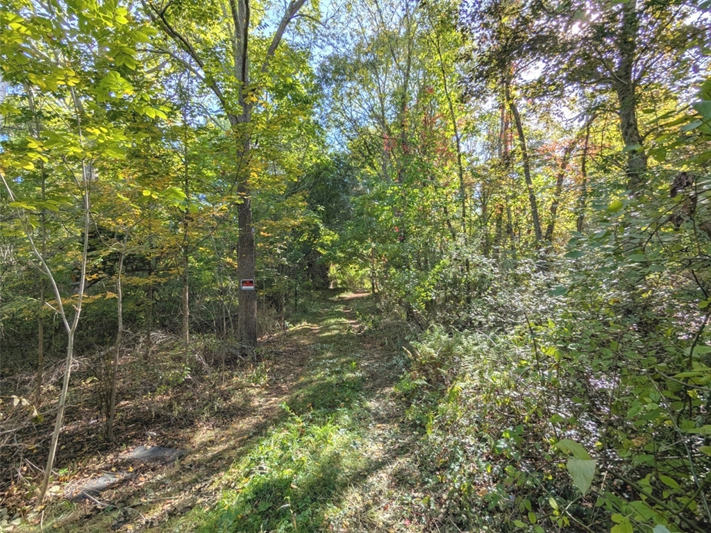 34 Ring Road Plympton, MA 02367 - Photo 4 of 6 a view of a forest with a tree