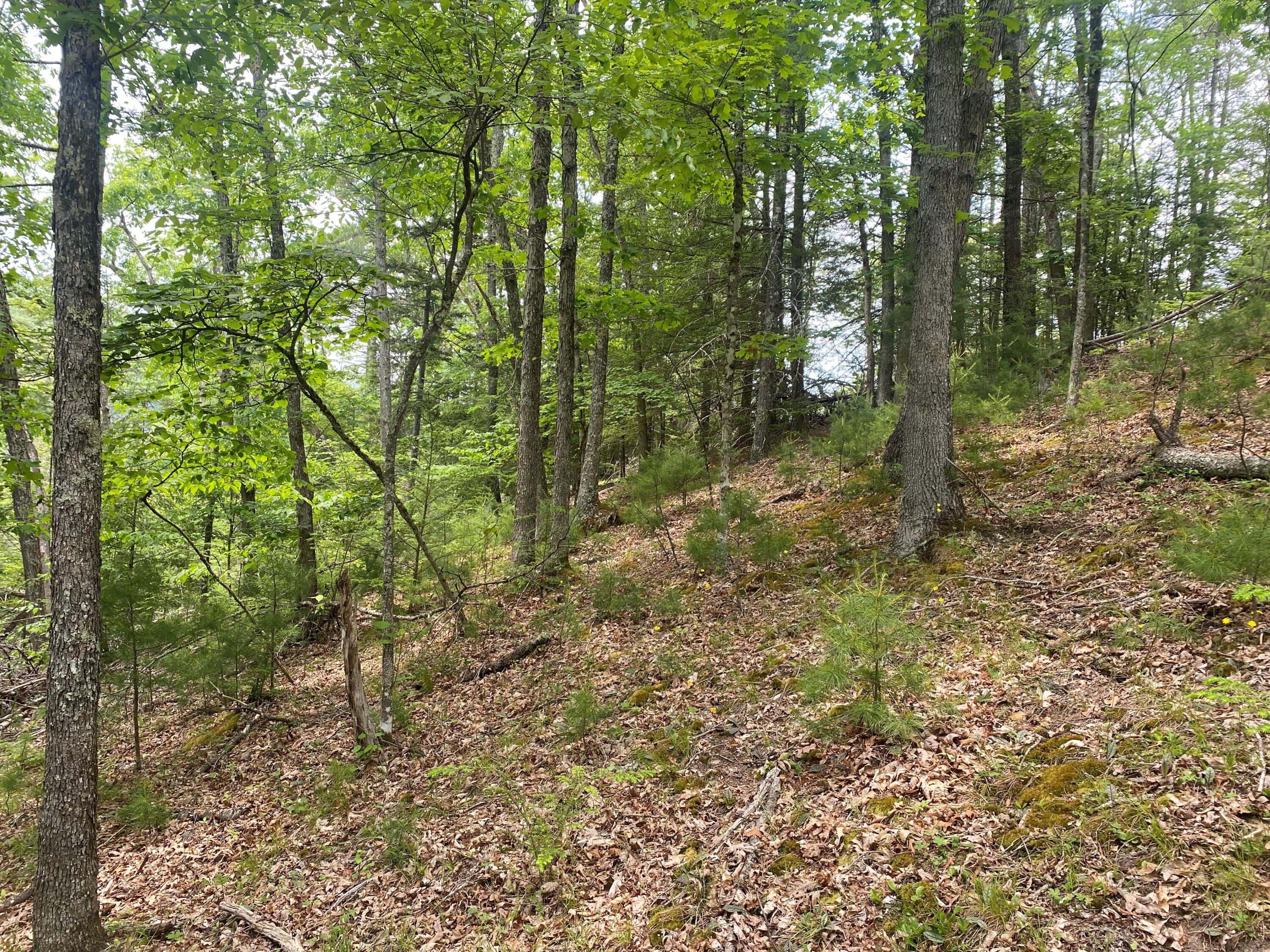 Curry Road Dunmore, WV 24934 - Photo 3 of 10 Gallery Image 3