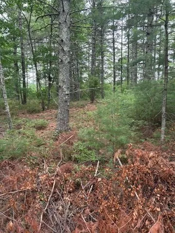 a view of a forest with trees in the background