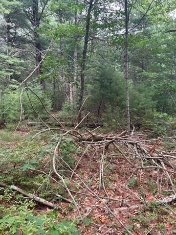 35 Silva Street Carver, MA 02330 - Photo 18 of 26 a view of a forest with a tree