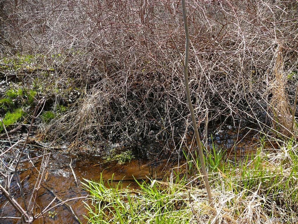 0 Brimley Road West Webberville, MI 48892 - Photo 11 of 36 2015-04-26 12.05