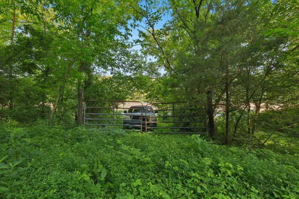 a view of a lush green forest