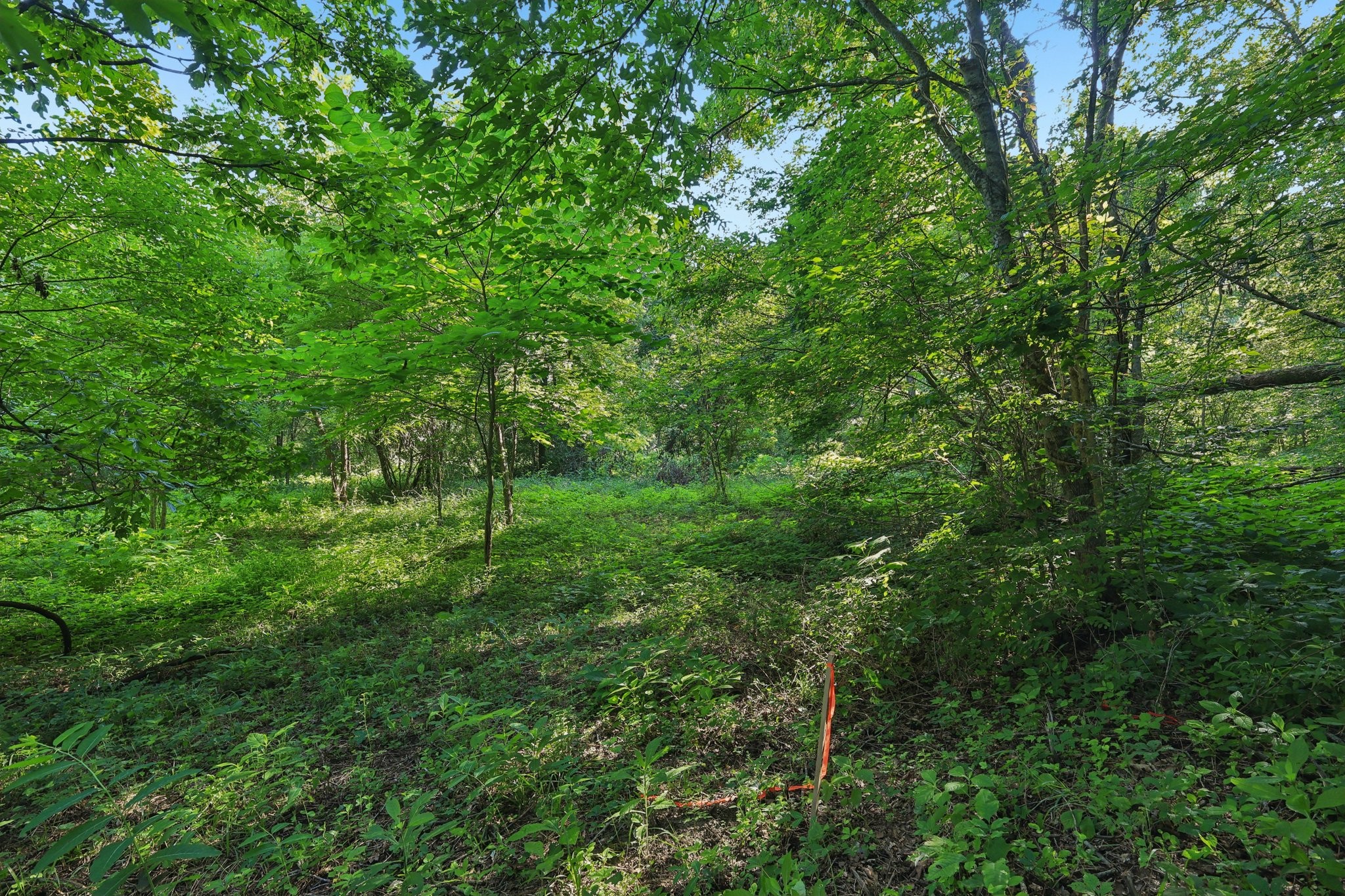2326 Fairfield Road Westmoreland, TN 37186 - Photo 13 of 17 a view of a lush green forest