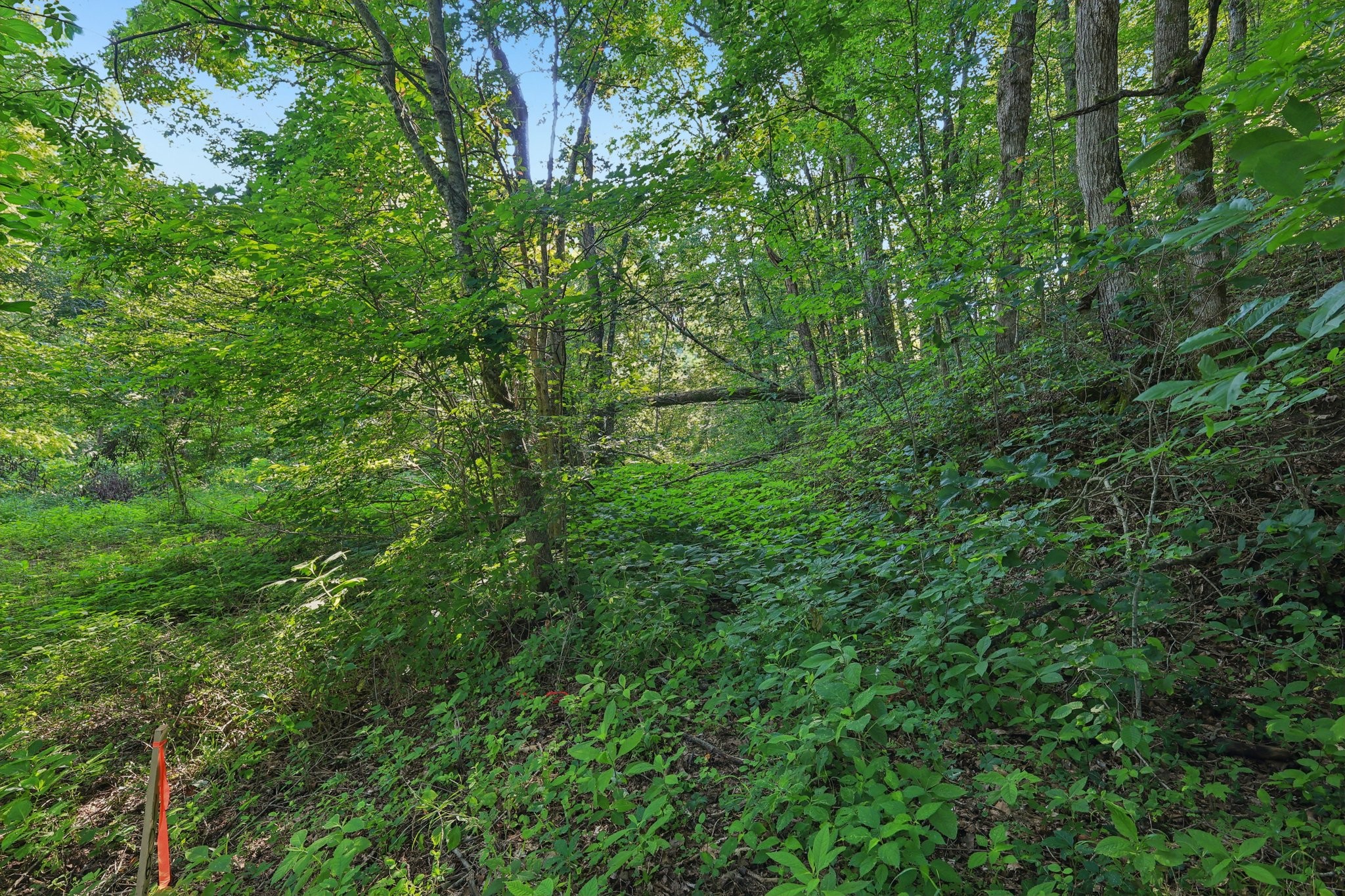2326 Fairfield Road Westmoreland, TN 37186 - Photo 14 of 17 a view of a lush green forest