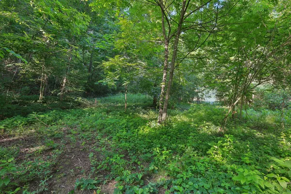 a view of a lush green forest
