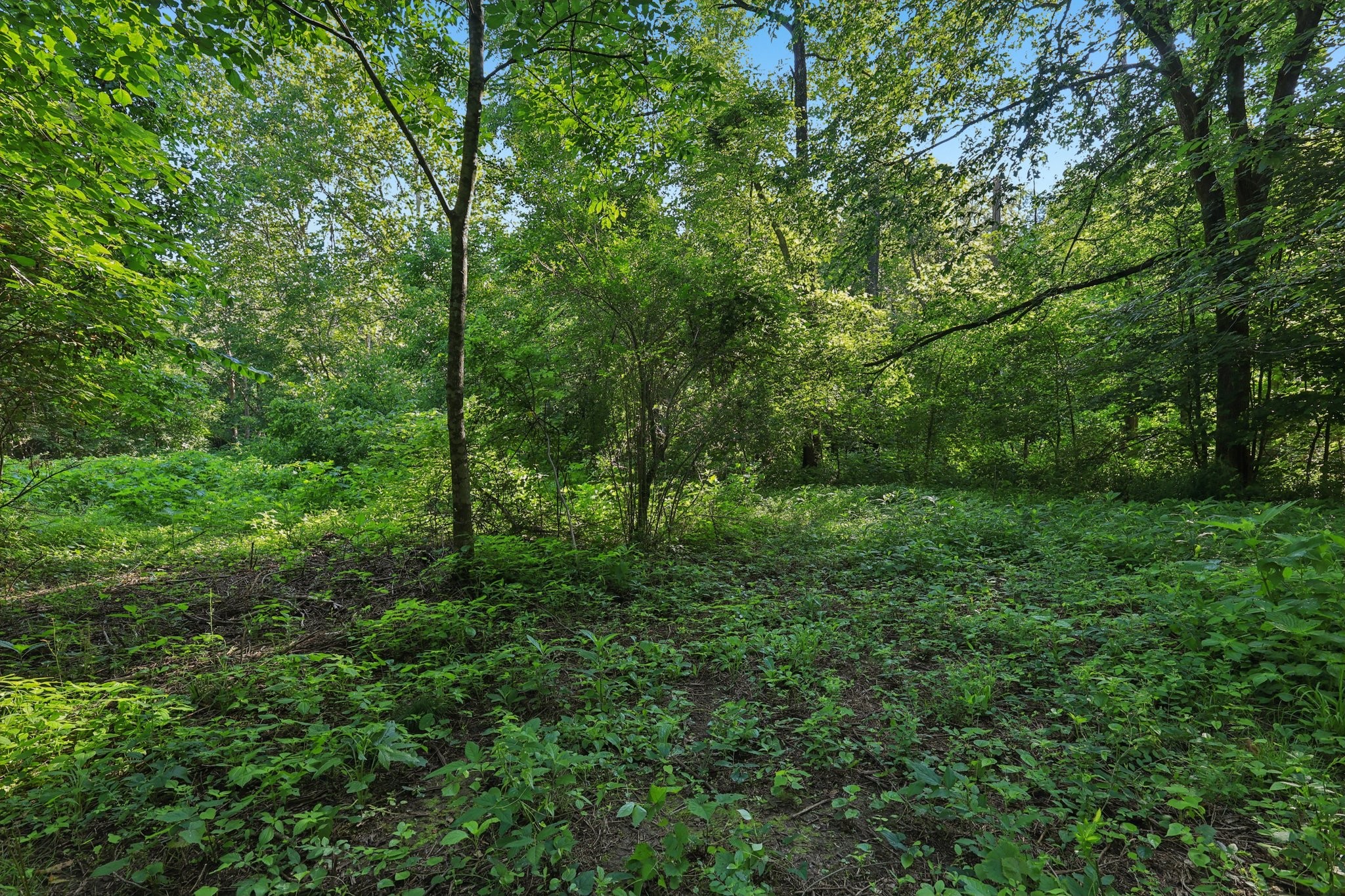 2326 Fairfield Road Westmoreland, TN 37186 - Photo 16 of 17 a view of a lush green forest
