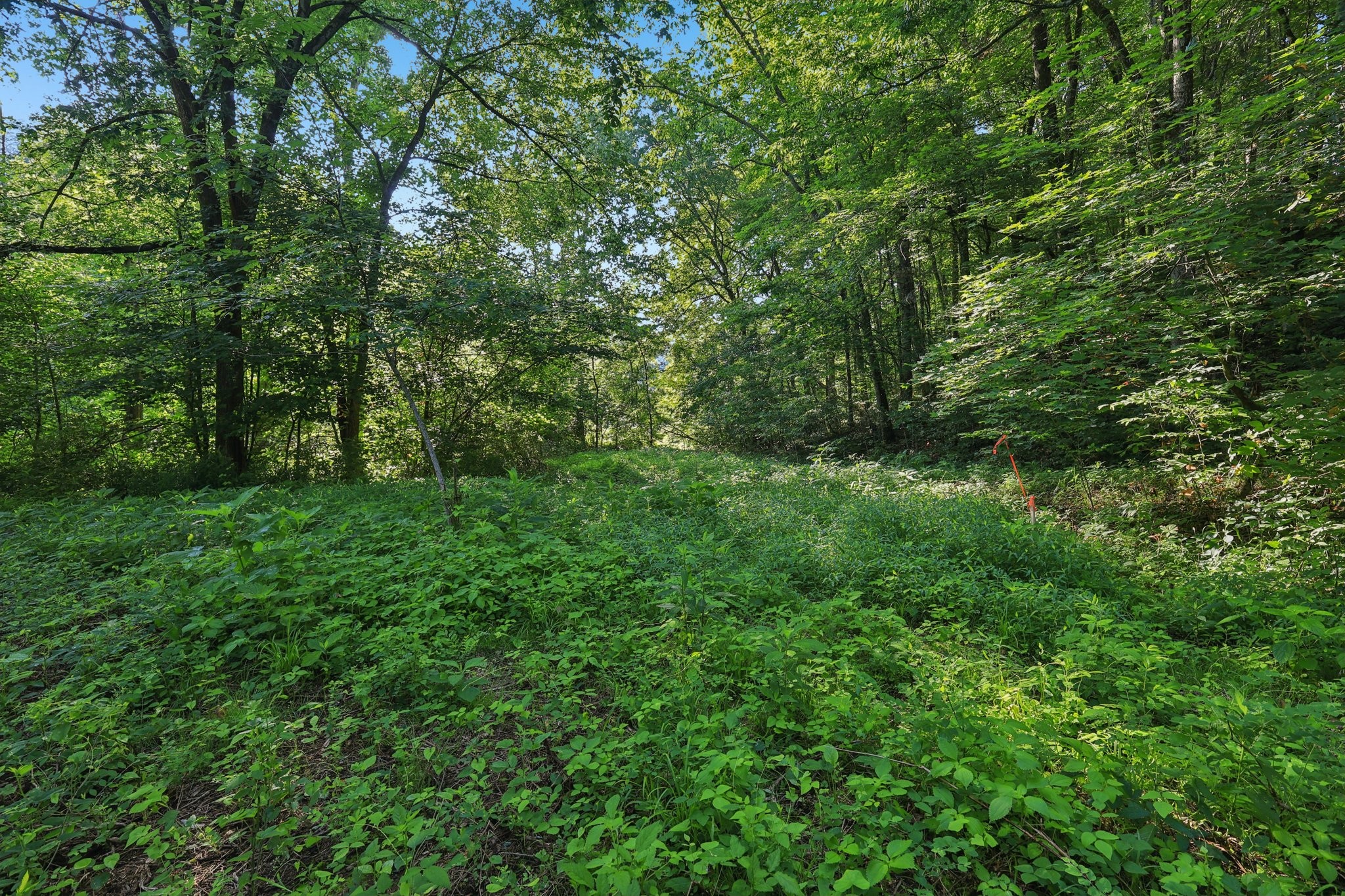 2326 Fairfield Road Westmoreland, TN 37186 - Photo 17 of 17 a view of a lush green space
