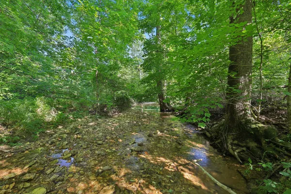 a view of a forest with a tree
