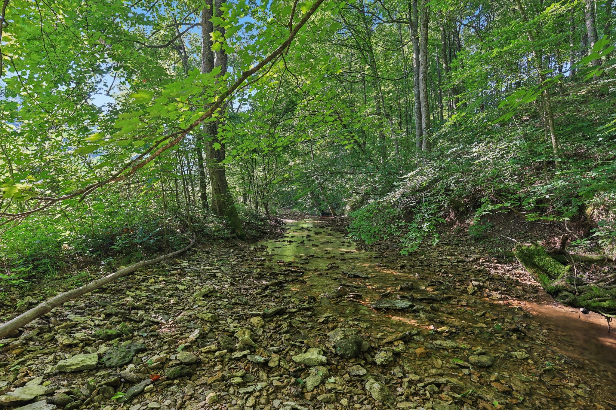 2326 Fairfield Road Westmoreland, TN 37186 - Photo 10 of 17 a view of a forest with a tree