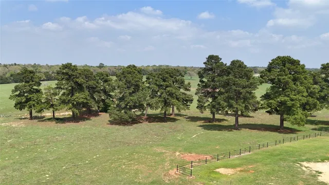 a view of a garden with a tree