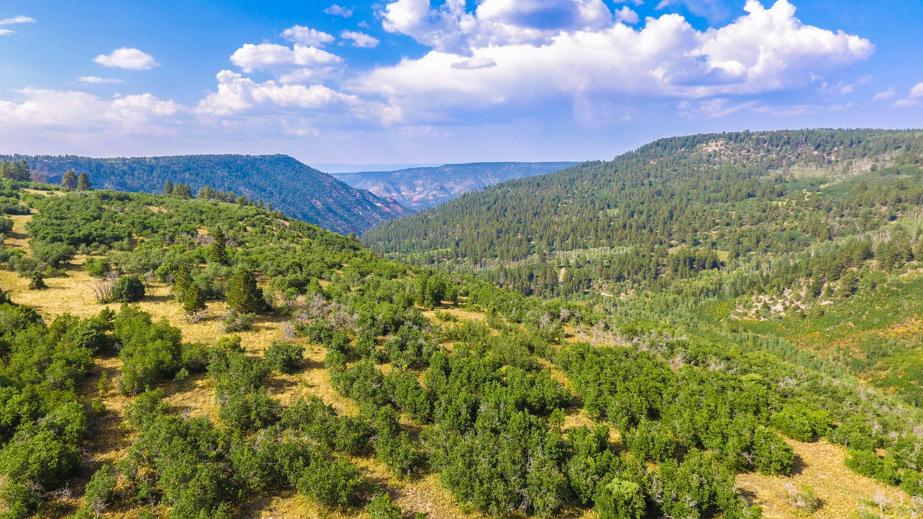 390 Peninsula Drive Placerville, CO 81430 - Photo 35 of 37 a view of a city with lush green forest