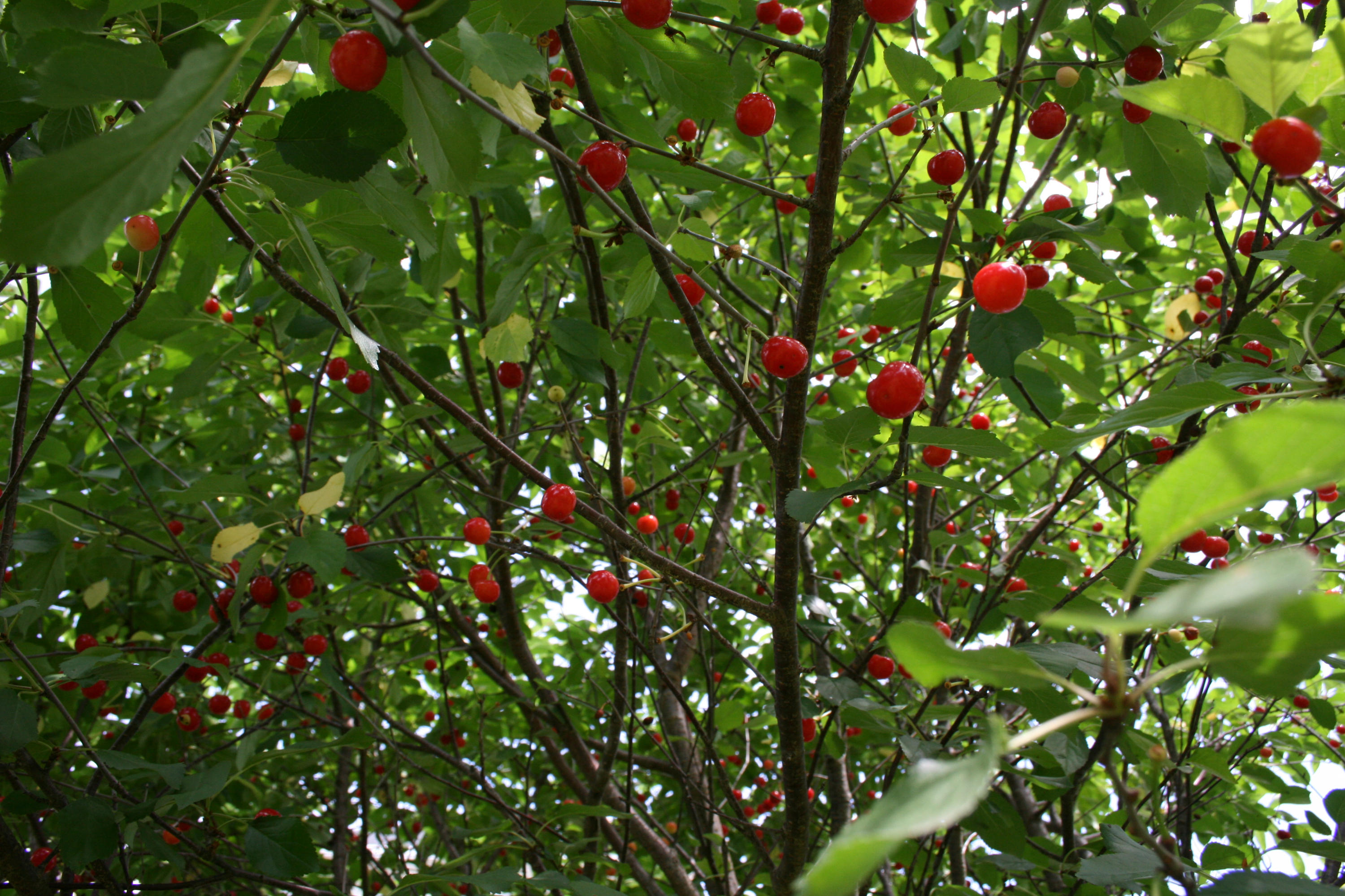 1900 Chiswick Road Knoxville, TN 37922 - Photo 21 of 24 Cherries in Yard