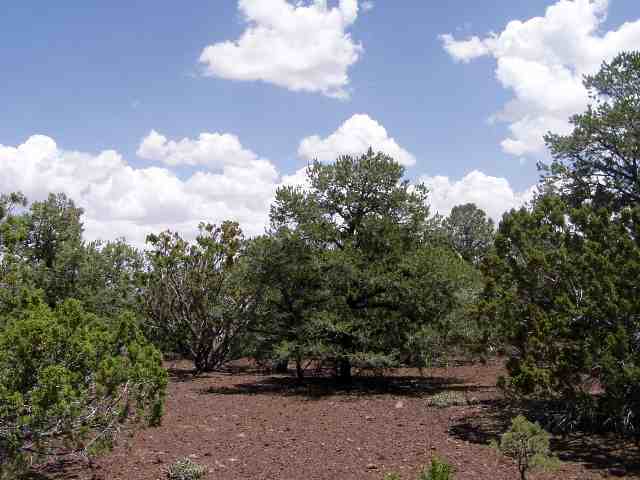 Lot 23 North Mountain Pine Road Concho, AZ 85924 - Photo 1 of 5