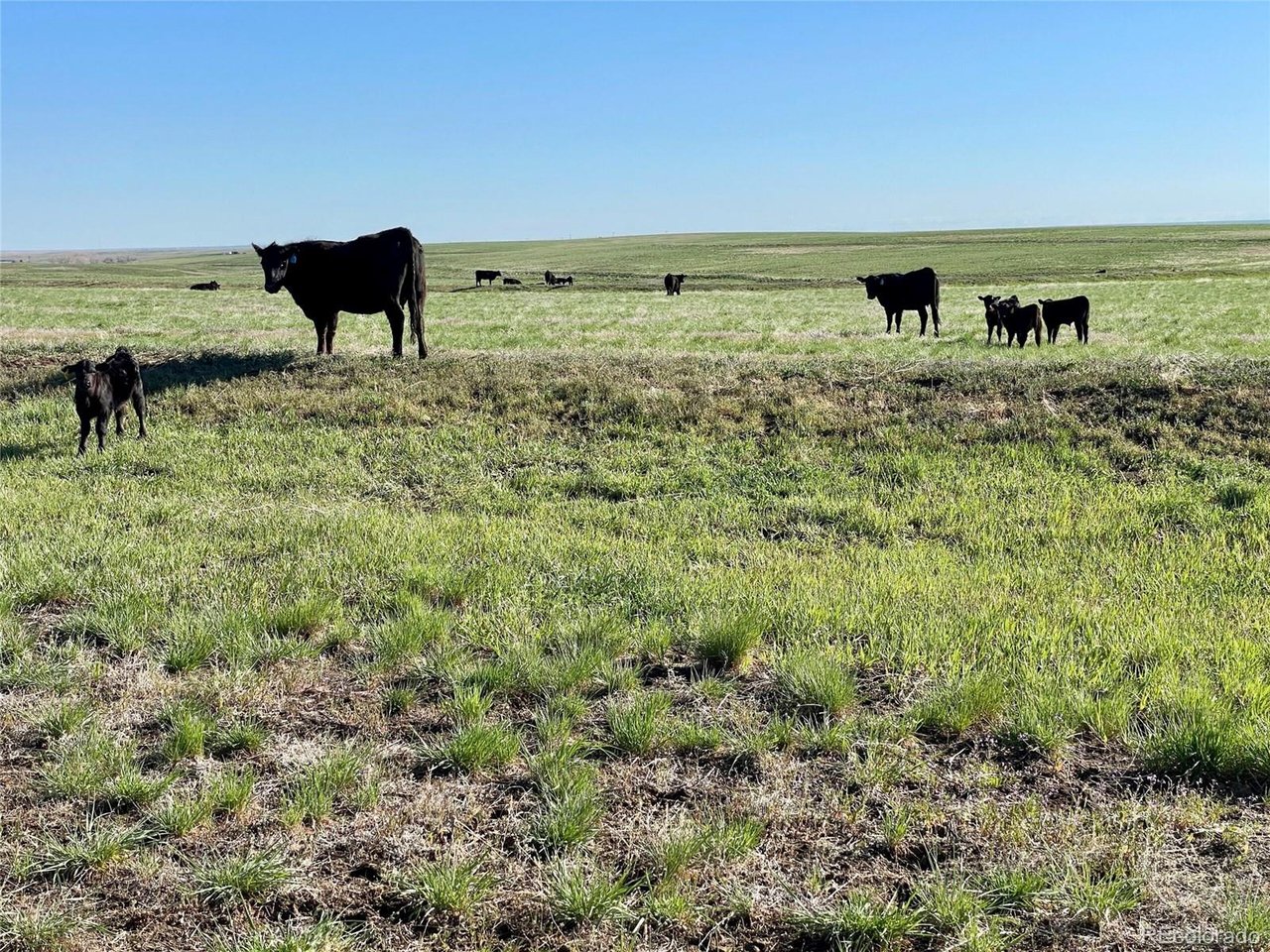 166 County Road Deer Trail, CO 80105 - Photo 10 of 10 Gallery Image 10