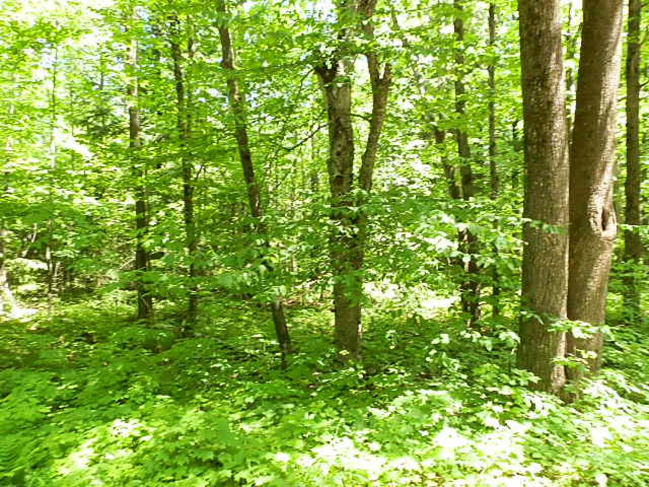 On Gerber Road Park Falls, WI 54552 - Photo 4 of 12 Gallery Image 4