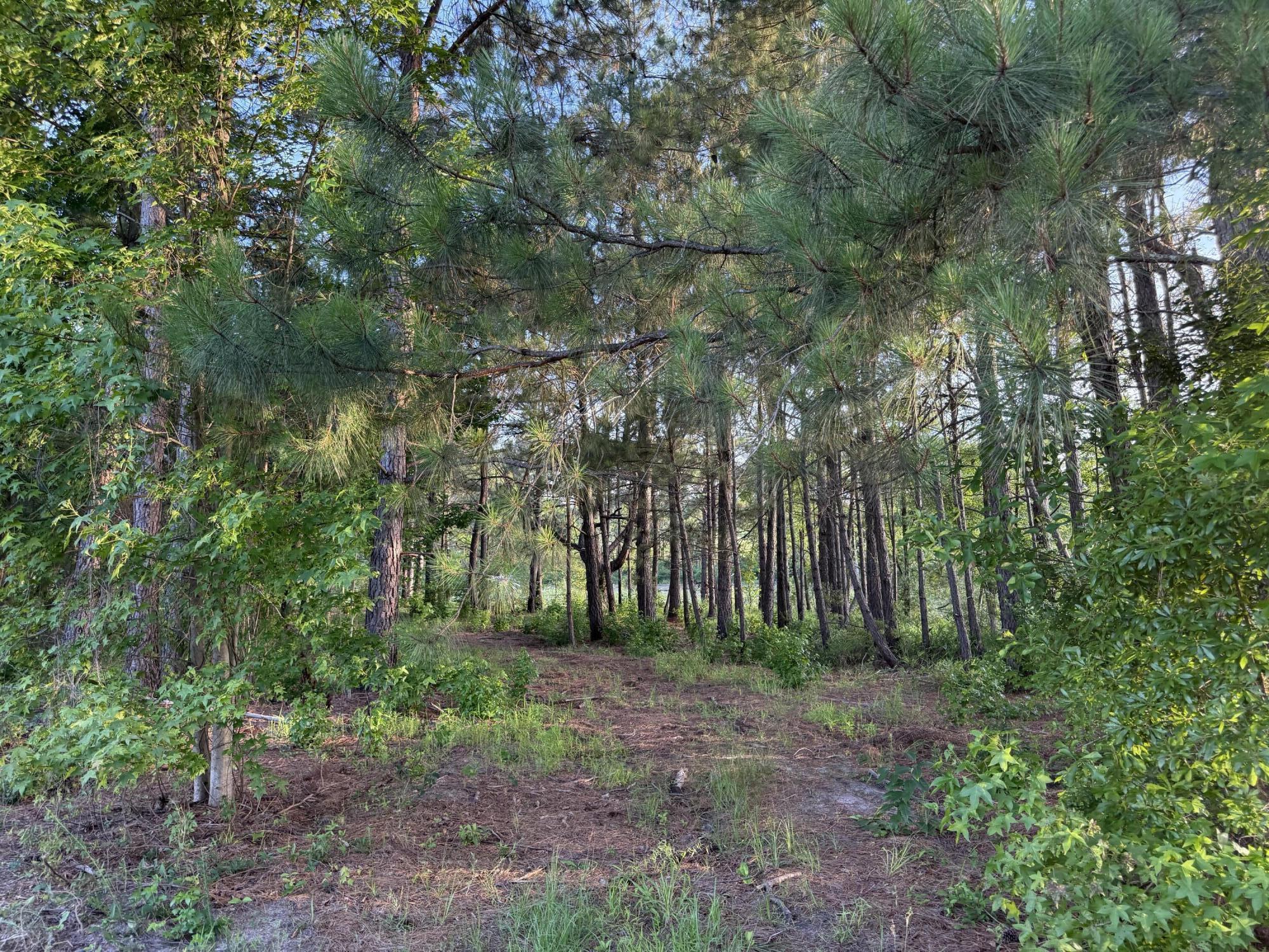 Lot 12 Reeves Street Aiken, SC 29805 - Photo 16 of 22