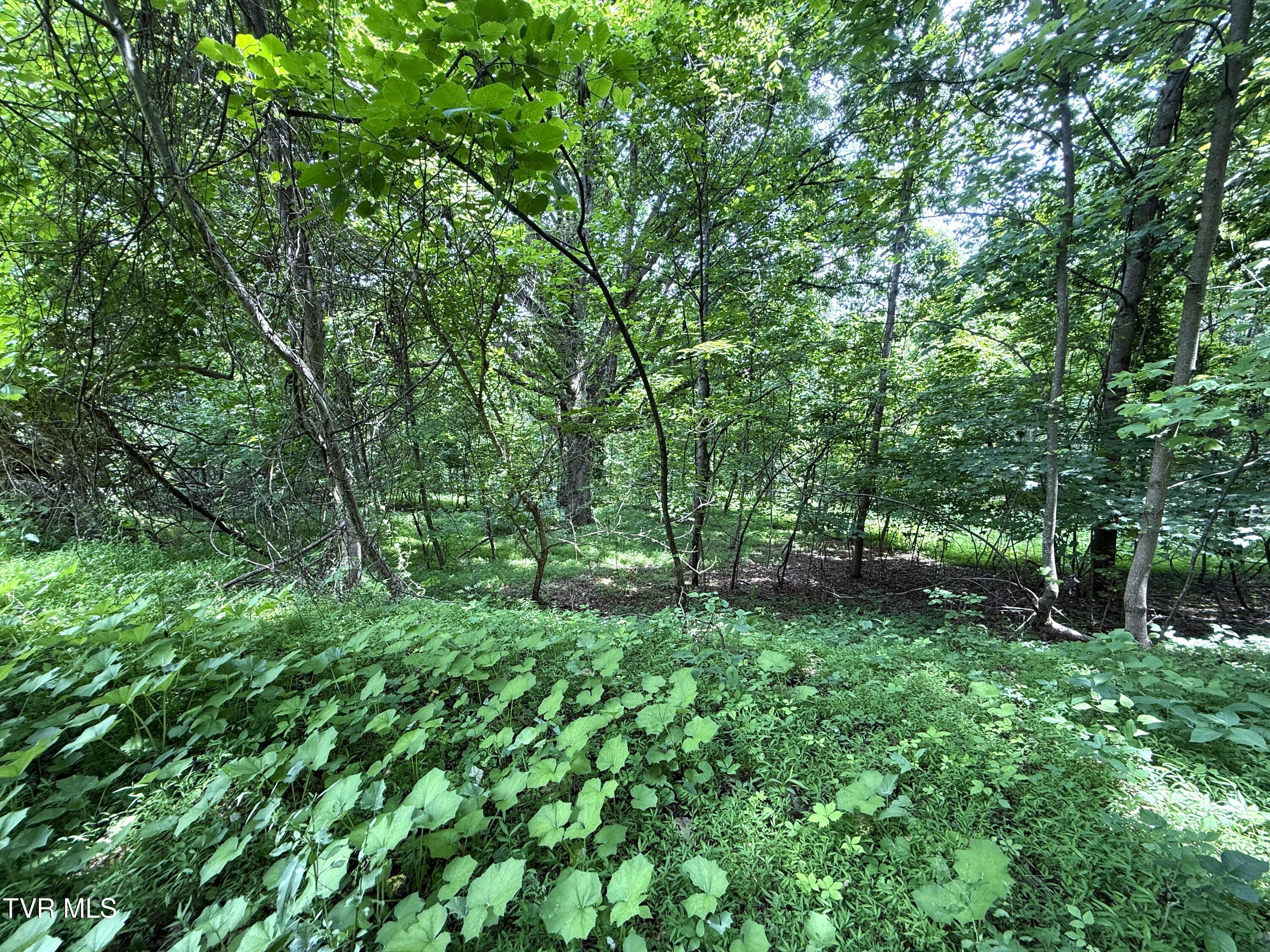 5.74-acres Bailey Cemetery Road, Unit 1 Tazewell, TN 37879 - Photo 2 of 13 IMG_3104
