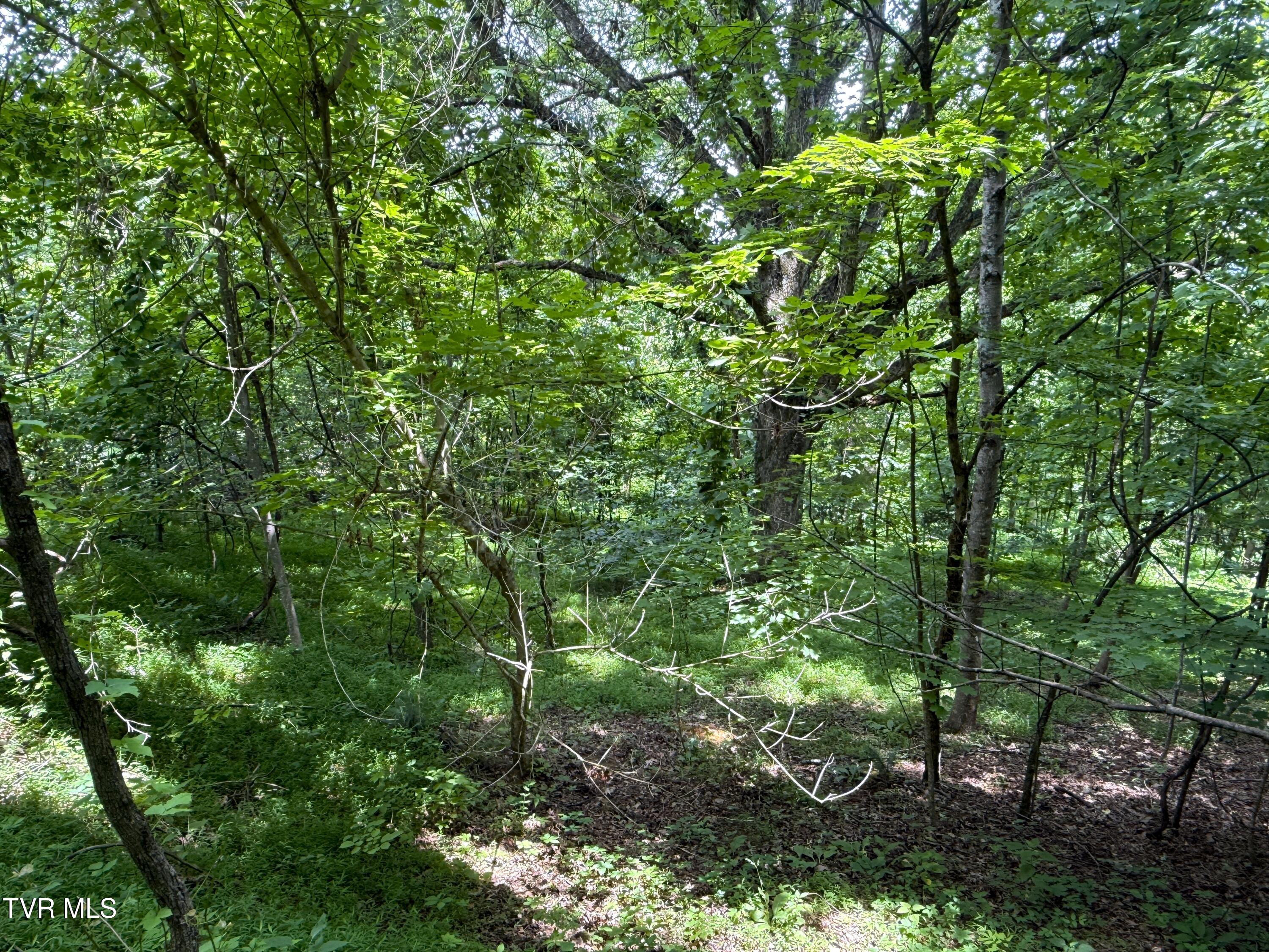 5.74-acres Bailey Cemetery Road, Unit 1 Tazewell, TN 37879 - Photo 4 of 13 IMG_3107