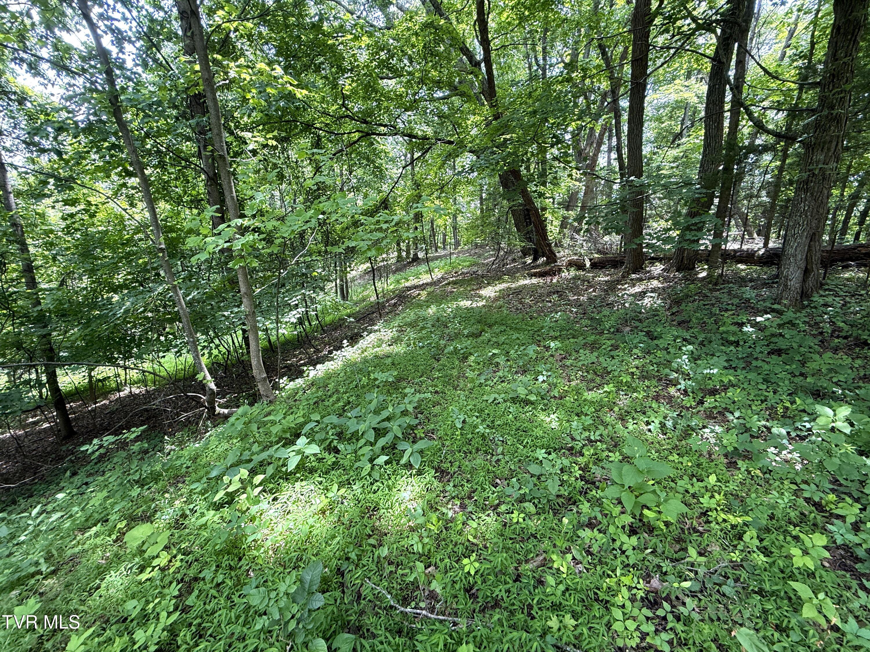 5.74-acres Bailey Cemetery Road, Unit 1 Tazewell, TN 37879 - Photo 6 of 13 IMG_3111