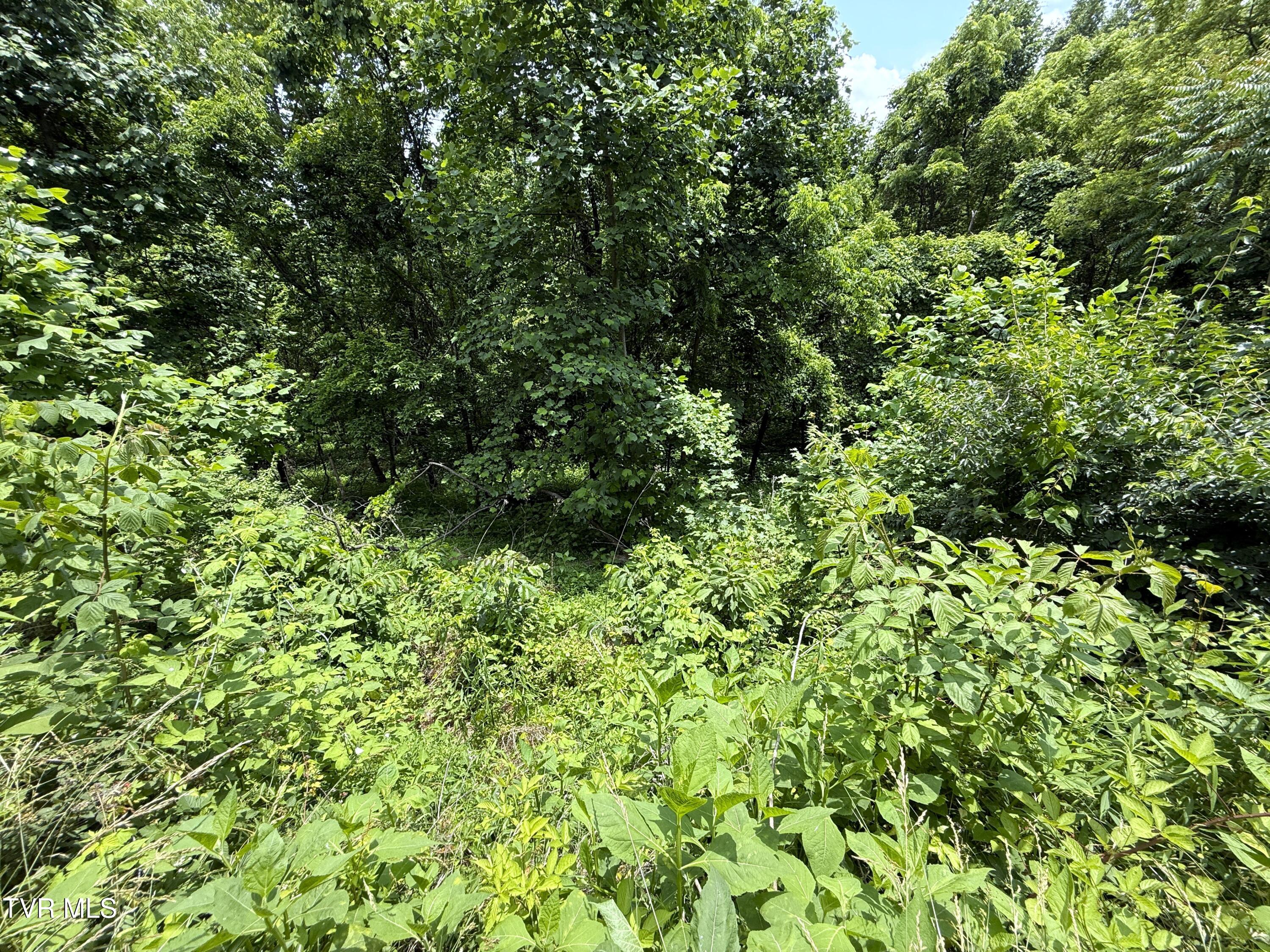 5.74-acres Bailey Cemetery Road, Unit 1 Tazewell, TN 37879 - Photo 10 of 13 IMG_3121