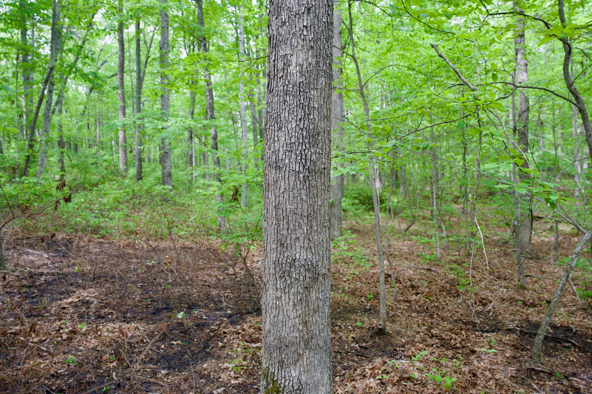 0 Hills Cemetery Road Spencer, TN 38585 - Photo 17 of 19 a view of forest