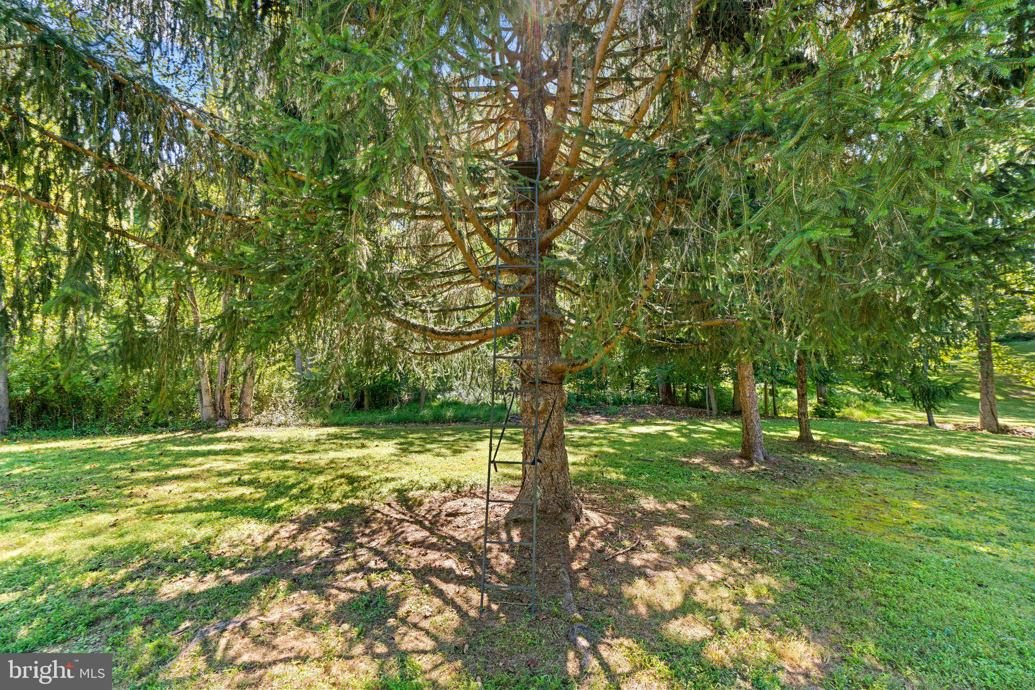 12412 Hall Shop Road Fulton, MD 20759 - Photo 77 of 97 Front pasture; tree stand conveys.