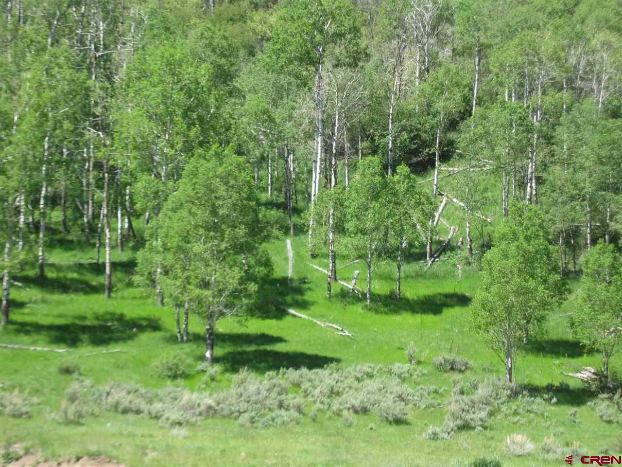 11539 Rbc 5 Road Rifle, CO 81650 - Photo 8 of 34 a view of a lush green forest