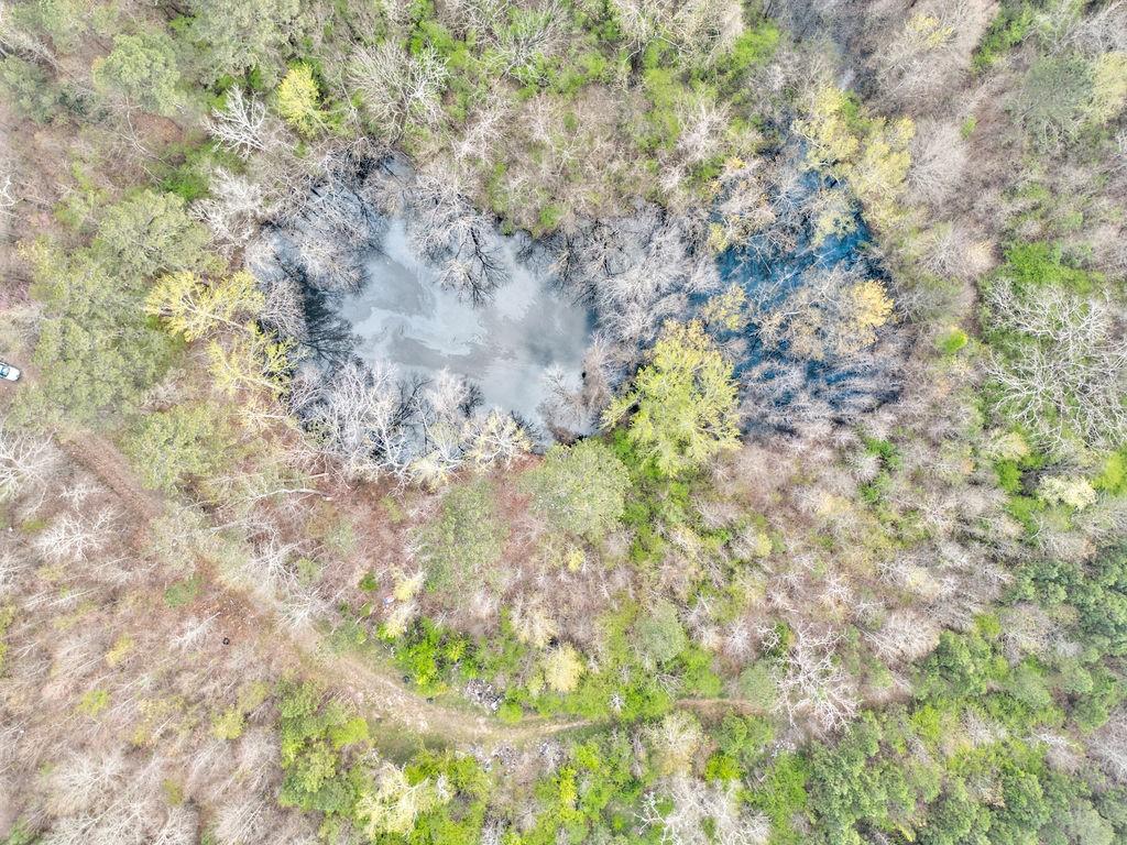 0 Moran Lake Road Northeast Rome, GA 30161 - Photo 3 of 5 a plant with a tree