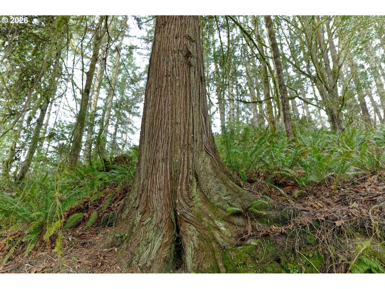 51298 Myrtle Creek Road Myrtle Point, OR 97458 - Photo 22 of 25