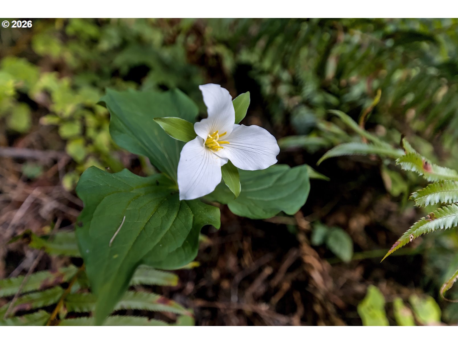 51298 Myrtle Creek Road Myrtle Point, OR 97458 - Photo 23 of 25