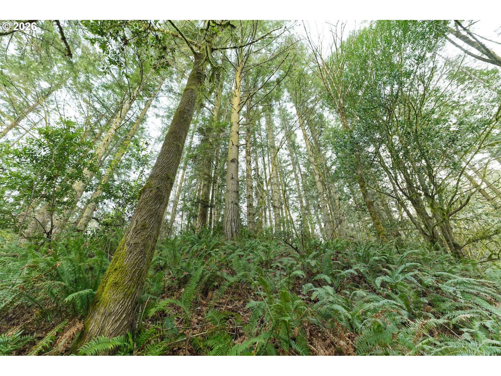 51298 Myrtle Creek Road Myrtle Point, OR 97458 - Photo 24 of 25