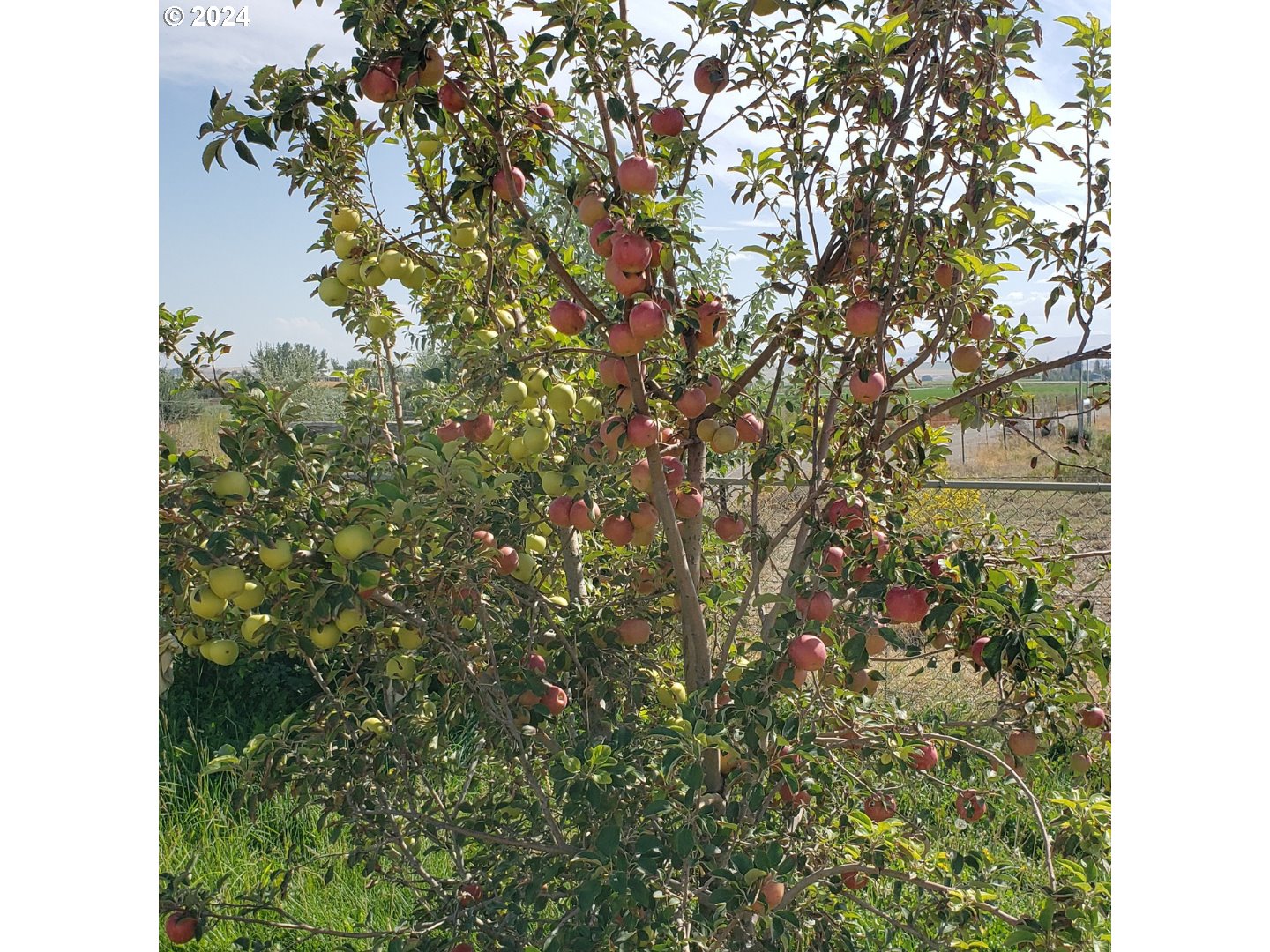 1841 Big Bend Road Adrian, OR 97901 - Photo 14 of 17 a view of a tree with a plant