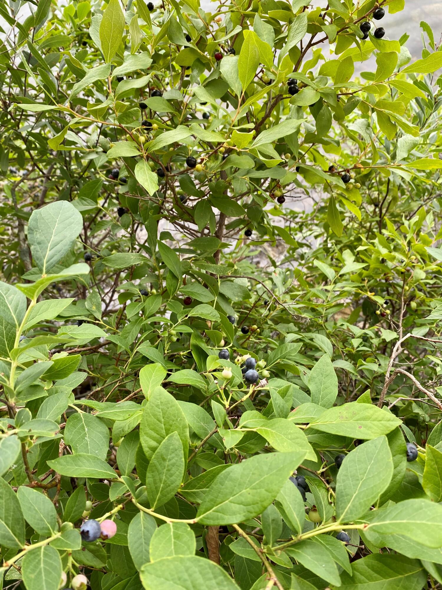 56 Marsh Road Lincoln, ME 04457 - Photo 56 of 67 Blueberries & Huckleberries