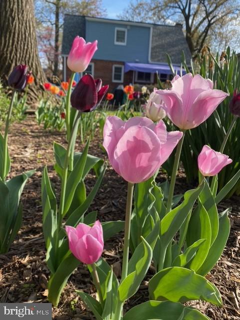 1605 Windham Lane Silver Spring, MD 20902 - Photo 61 of 65 a view of a backyard with plants and outdoor seating