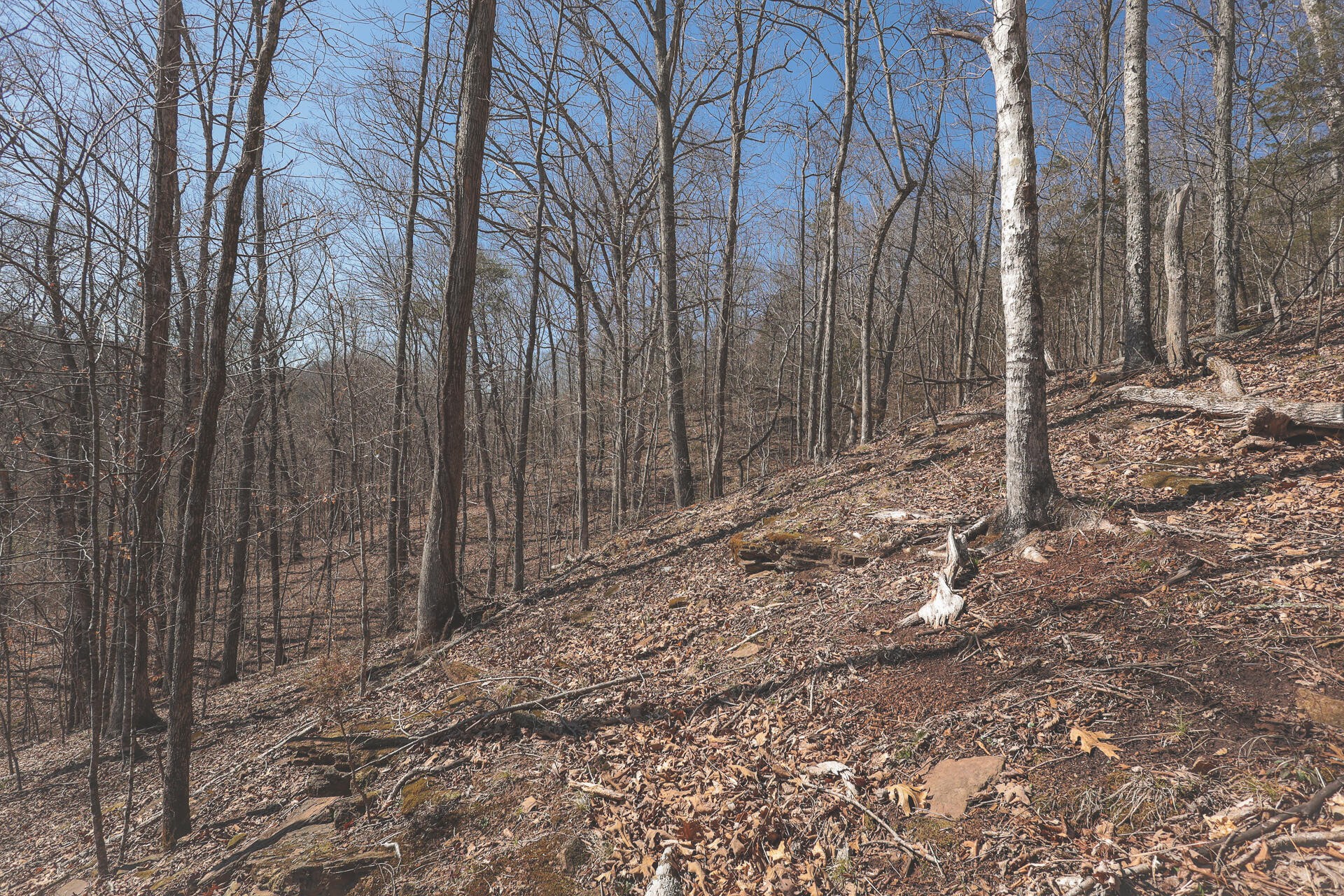 0 Fisher Hollow Road Georgetown, TN 37336 - Photo 55 of 81 Gallery Image 55