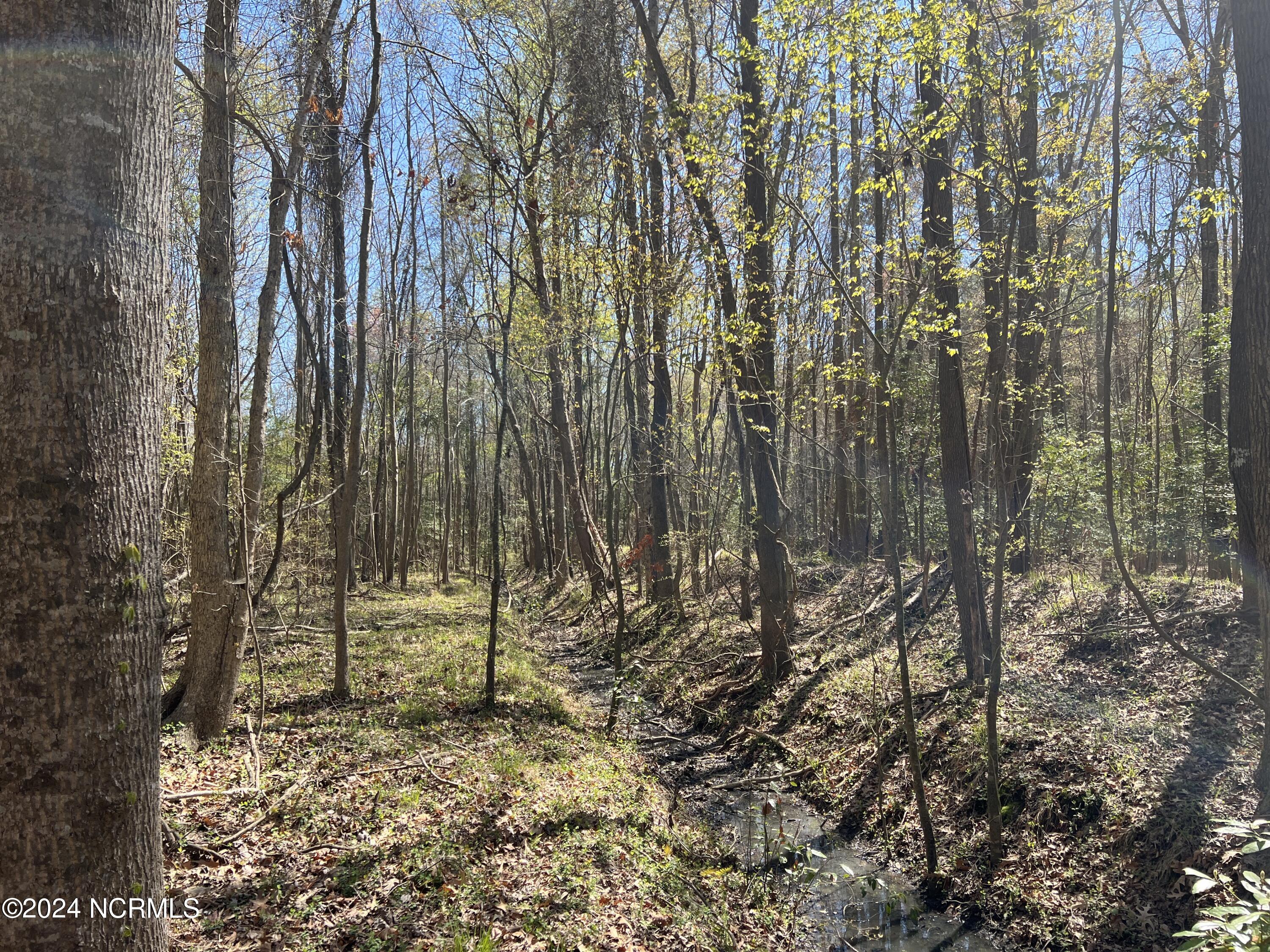 Lot #0 Sr 1736 Road Bath, NC 27808 - Photo 5 of 13 IMG_2695