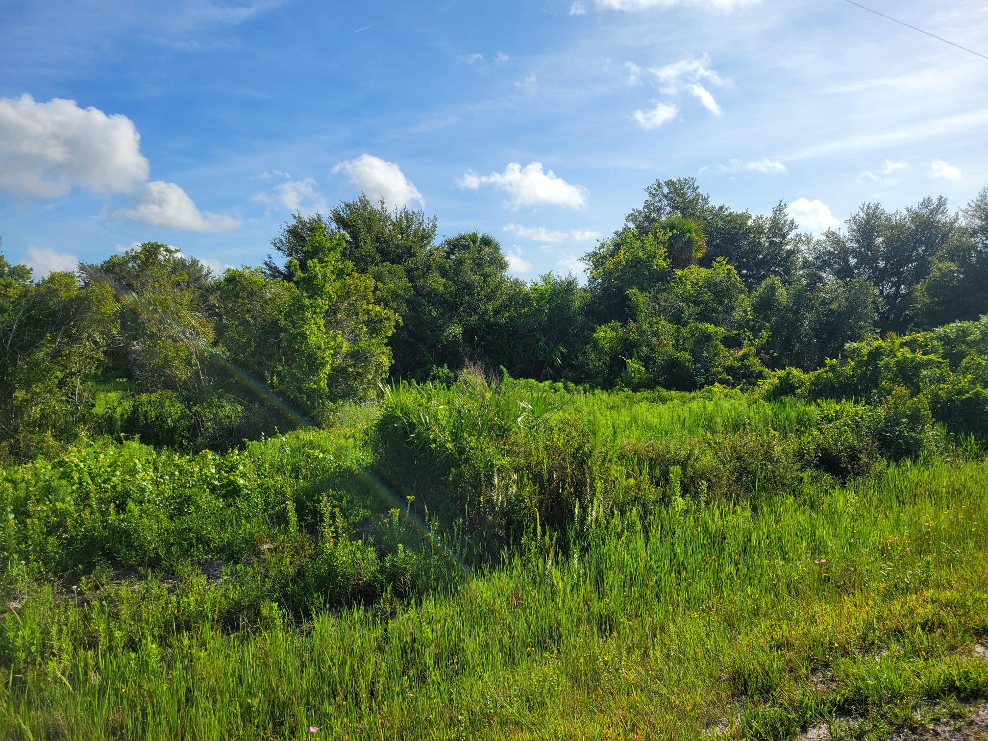 21815 Northwest 276th Street Okeechobee, FL 34972 - Photo 2 of 6 a view of a garden