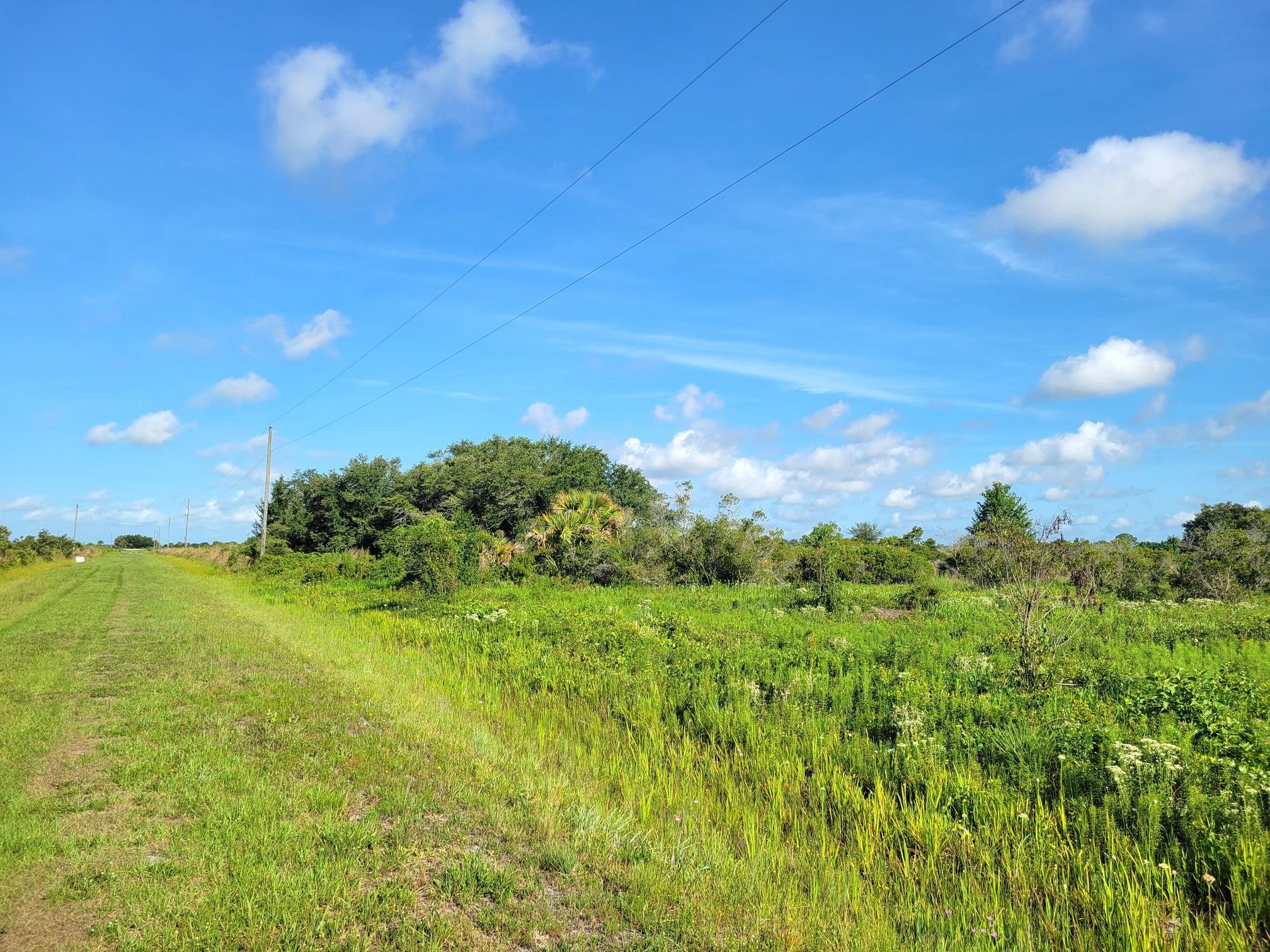 21815 Northwest 276th Street Okeechobee, FL 34972 - Photo 3 of 6 a view of a big yard with large trees