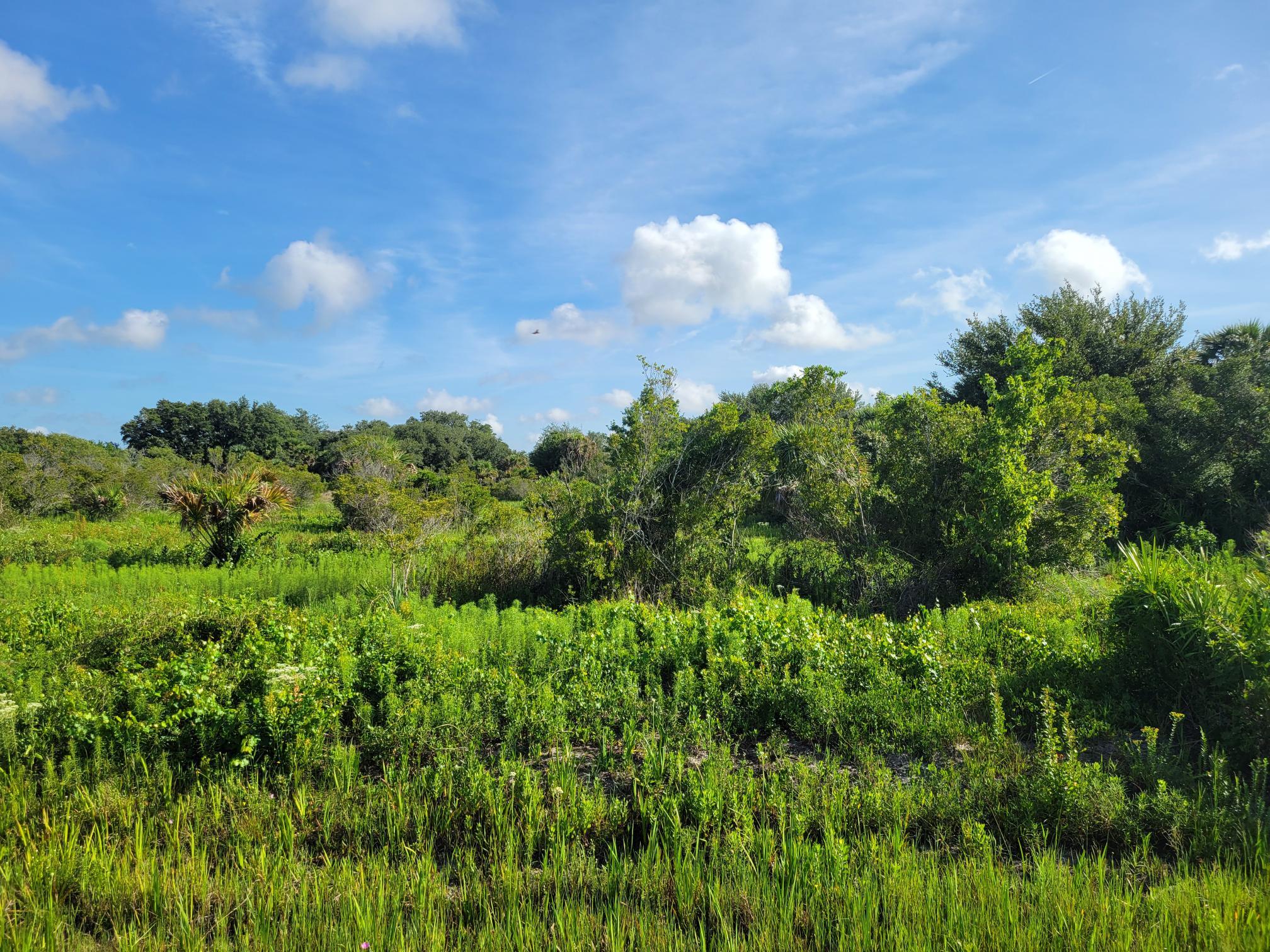 21815 Northwest 276th Street Okeechobee, FL 34972 - Photo 4 of 6 a night view of a bunch of trees in a field
