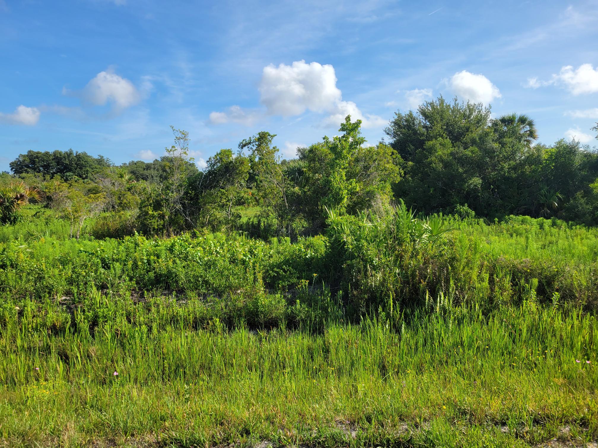 21815 Northwest 276th Street Okeechobee, FL 34972 - Photo 6 of 6 a view of a garden