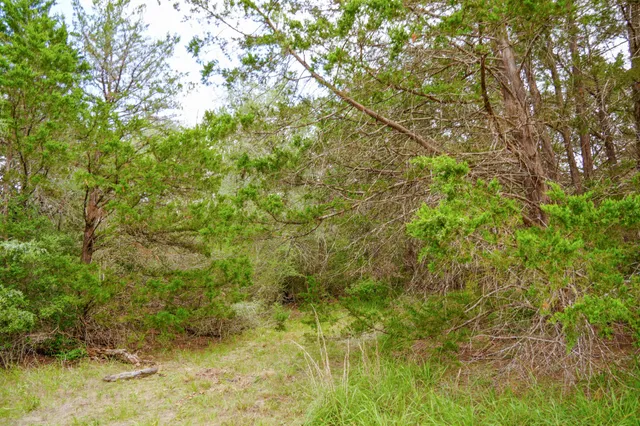 a view of a yard with plants and large trees