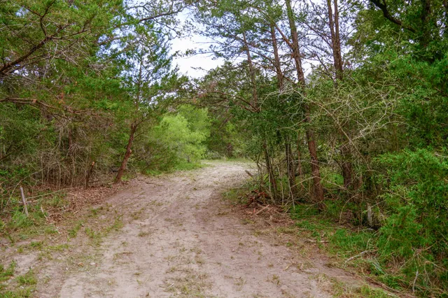 a view of a big yard with plants and large trees