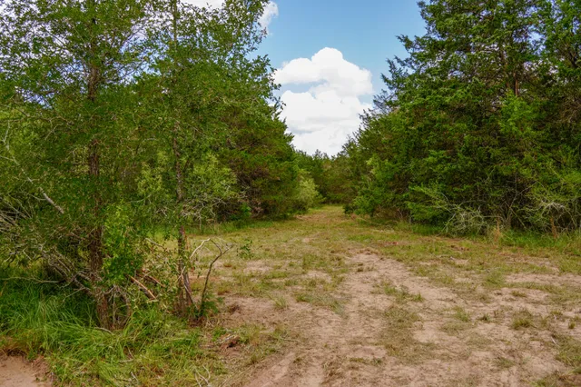 a view of a lush green space and trees