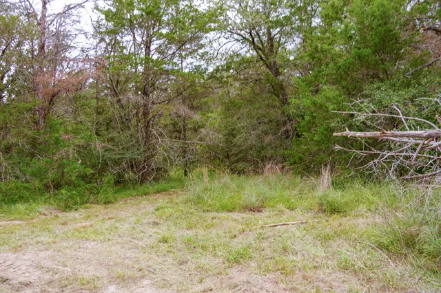 a view of a yard with a tree